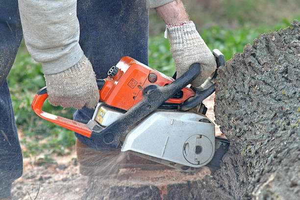 Professional Tree Services in St Charles, MN